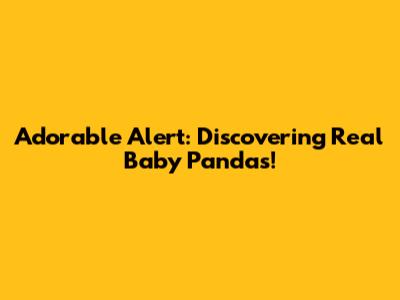 Adorable Alert: Discovering Real Baby Pandas!