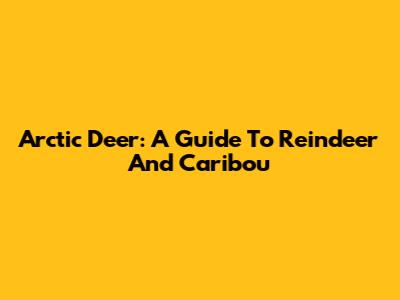 Arctic Deer: A Guide To Reindeer And Caribou