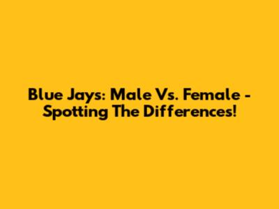 Blue Jays: Male Vs. Female - Spotting The Differences!