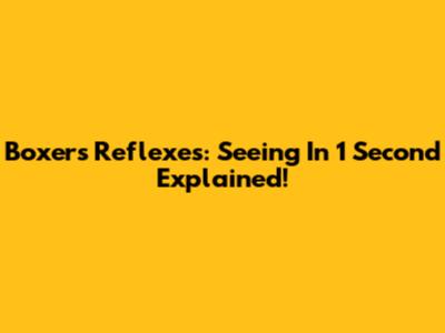 Boxer's Reflexes: Seeing In 1 Second Explained!