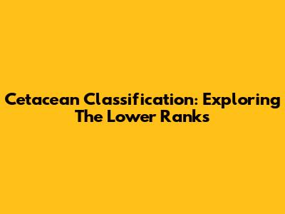 Cetacean Classification: Exploring The Lower Ranks