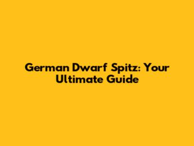 German Dwarf Spitz: Your Ultimate Guide