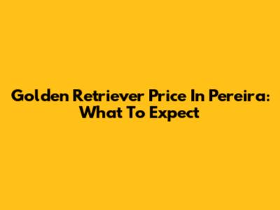 Golden Retriever Price In Pereira: What To Expect