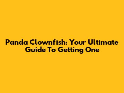 Panda Clownfish: Your Ultimate Guide To Getting One