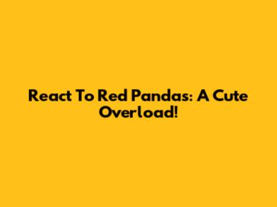 React To Red Pandas: A Cute Overload!
