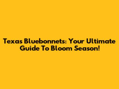 Texas Bluebonnets: Your Ultimate Guide To Bloom Season!
