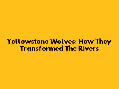 Yellowstone Wolves: How They Transformed The Rivers